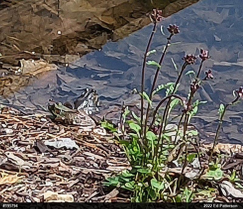 Green Frog