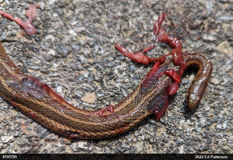 Shorthead Gartersnake