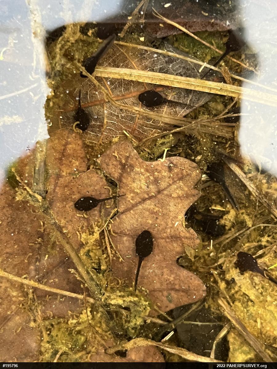 Eastern American Toad