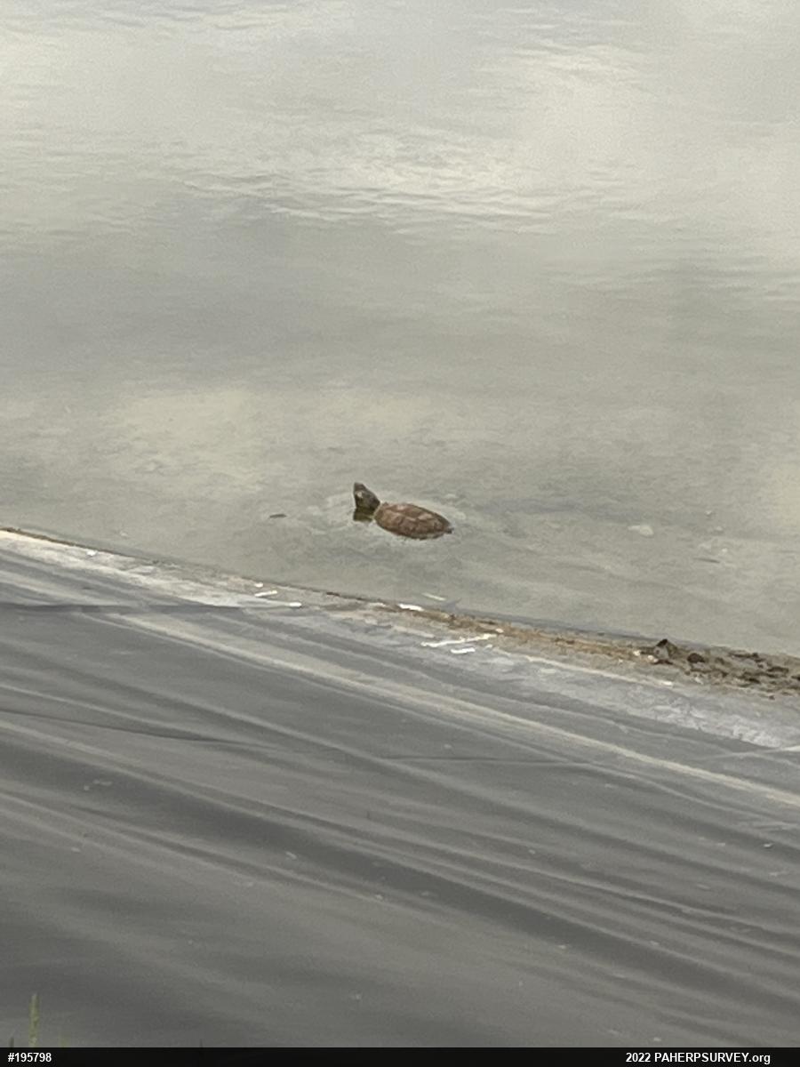 Snapping Turtle