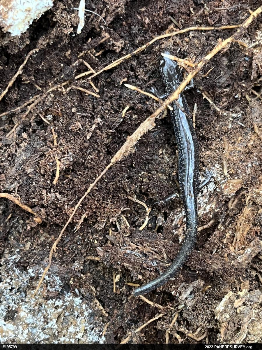 Eastern Red-backed  Salamander