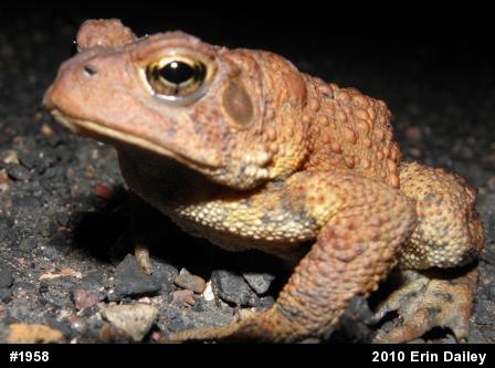 Eastern American Toad