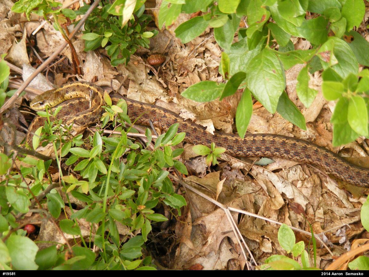 Eastern Gartersnake