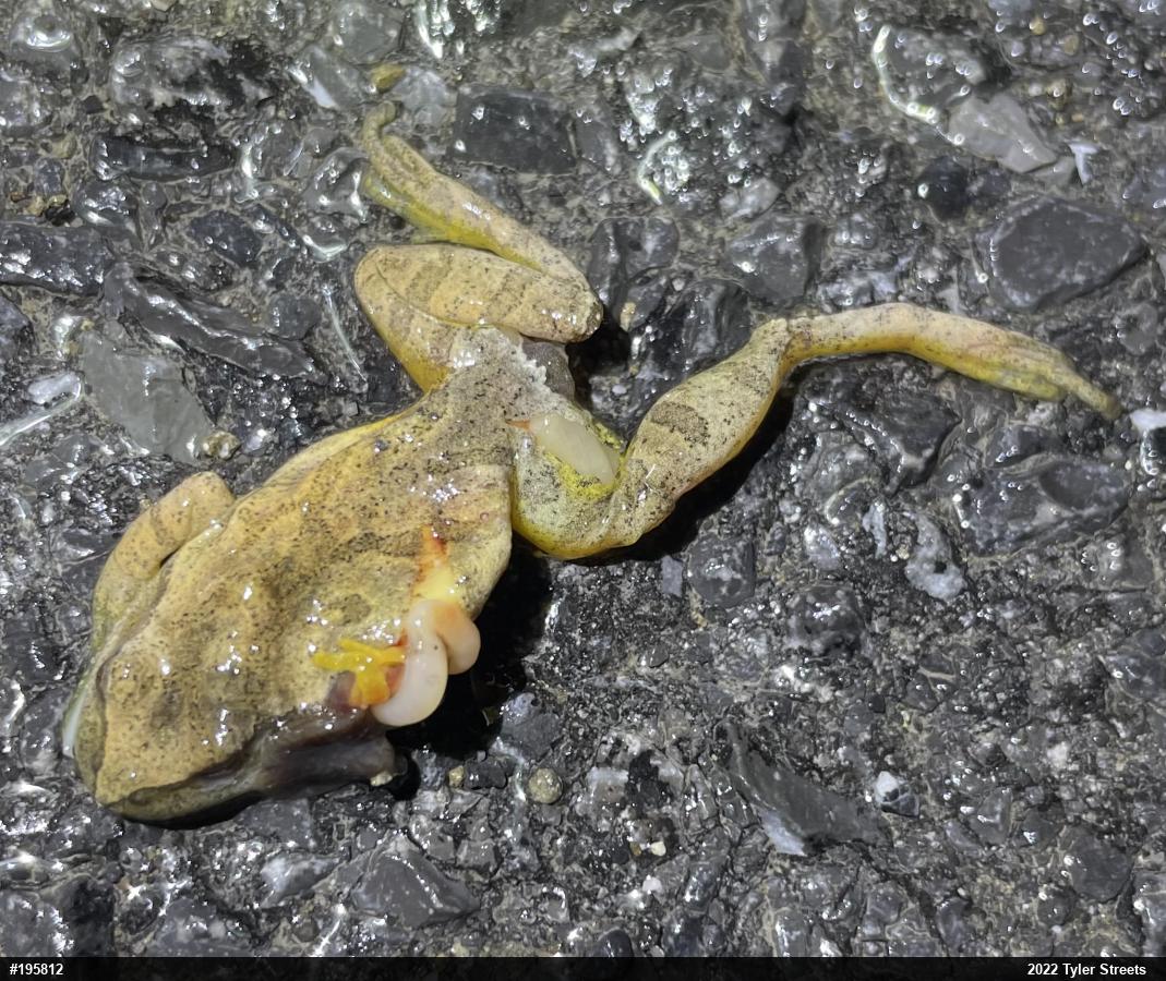 Spring Peeper