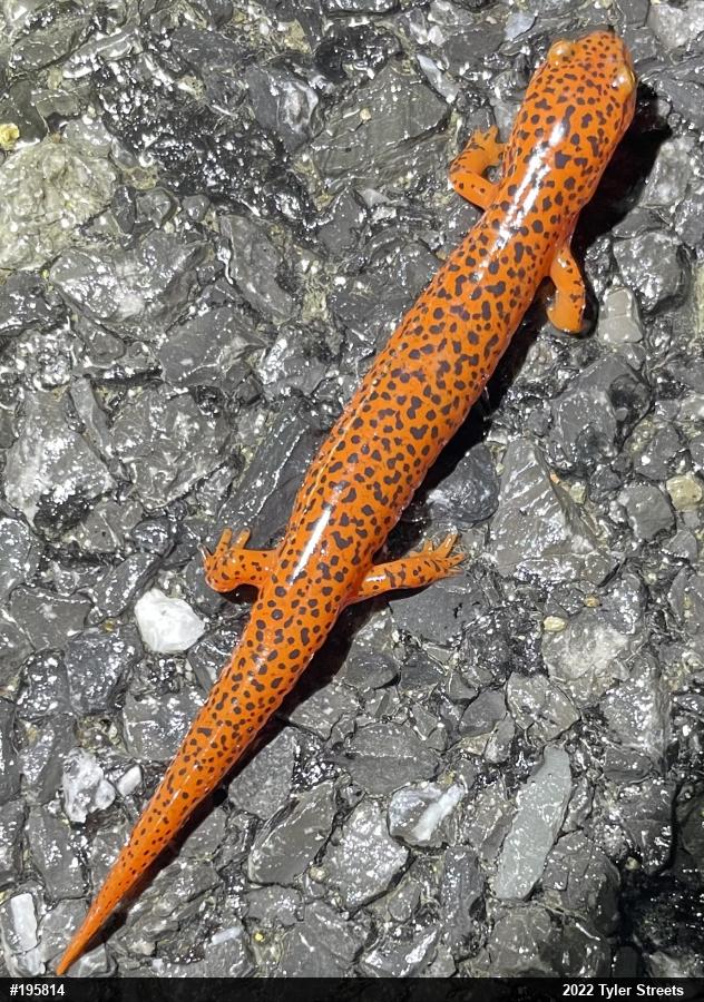 Northern Red Salamander