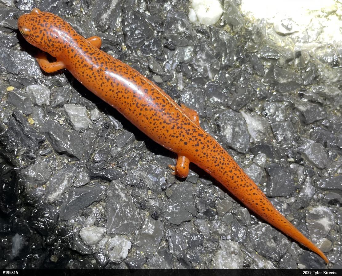 Northern Red Salamander