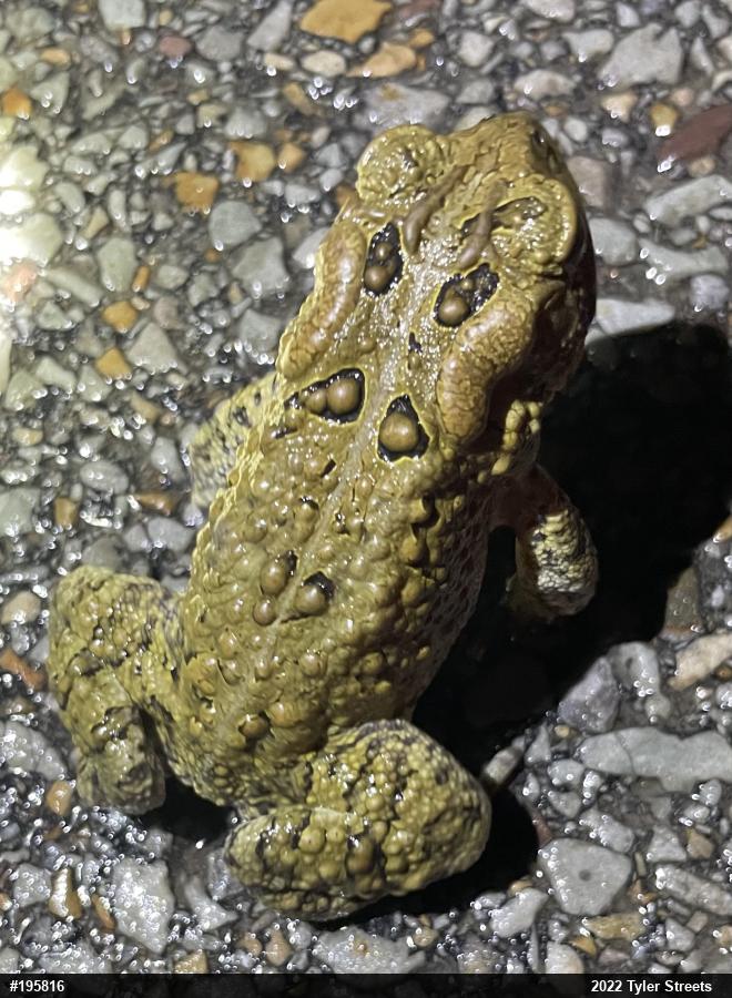 Eastern American Toad