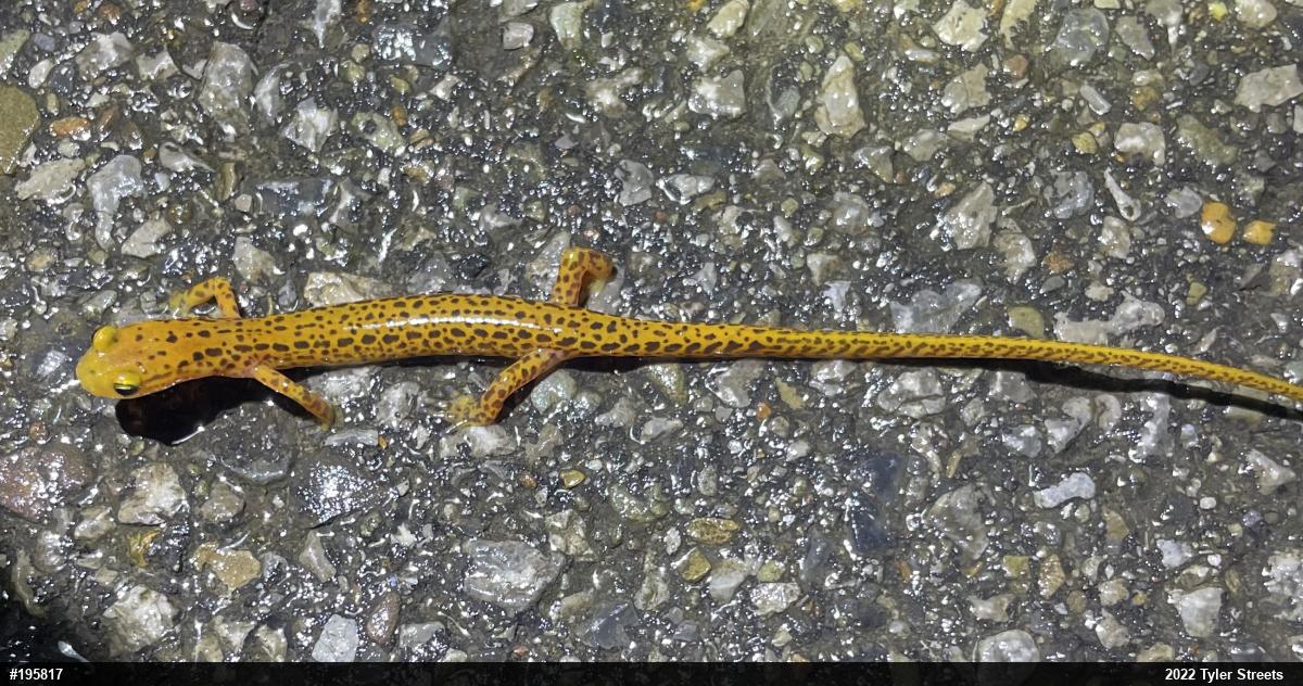 Eastern Long-tailed Salamander