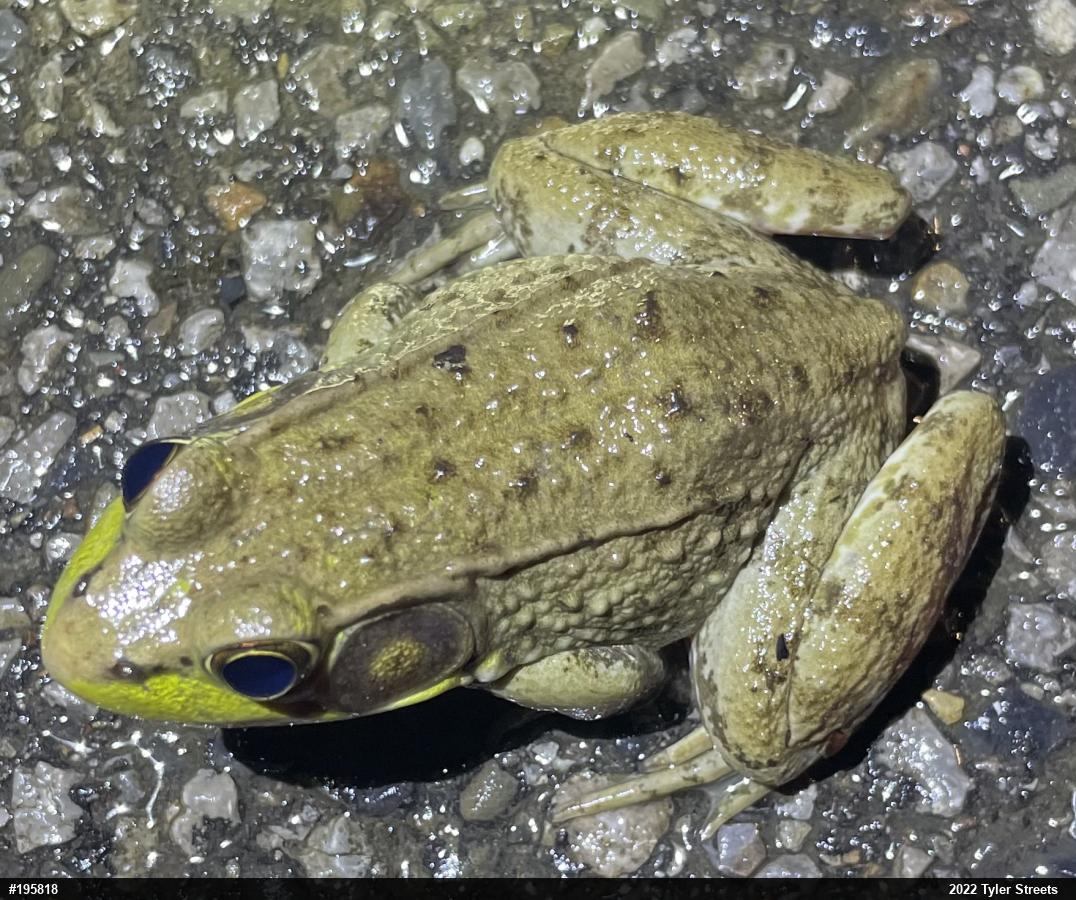 Green Frog
