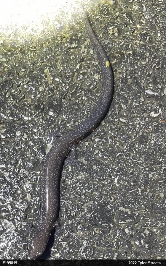 Northern Ravine Salamander
