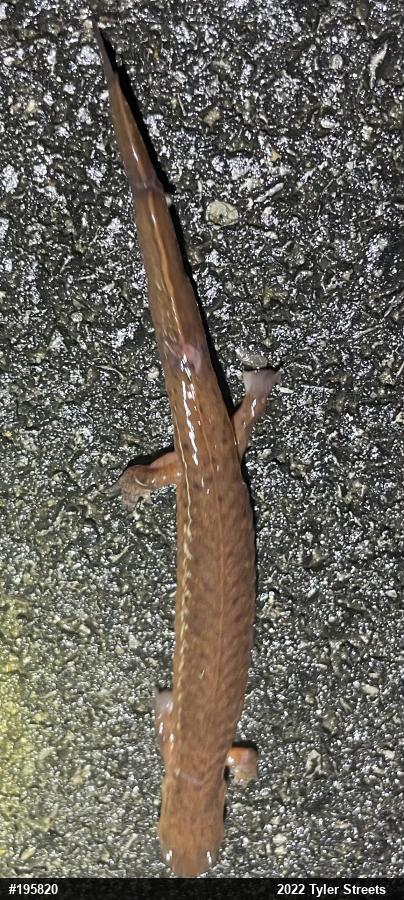 Northern Spring Salamander