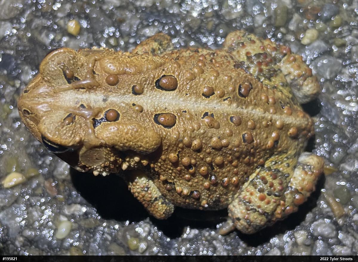 Eastern American Toad