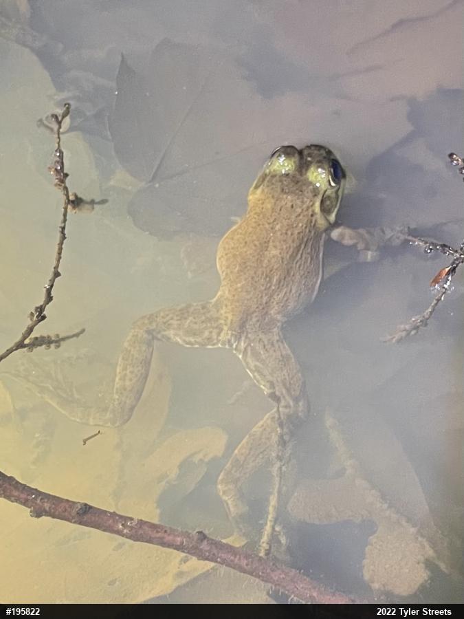 American Bullfrog