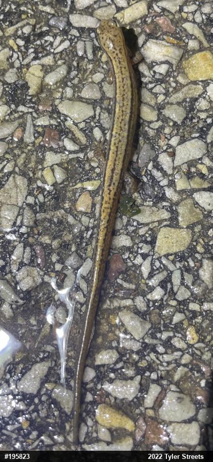 Northern Two-lined Salamander