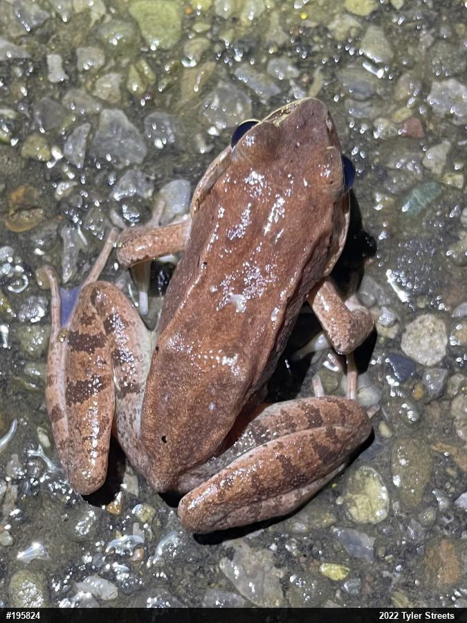 Wood Frog