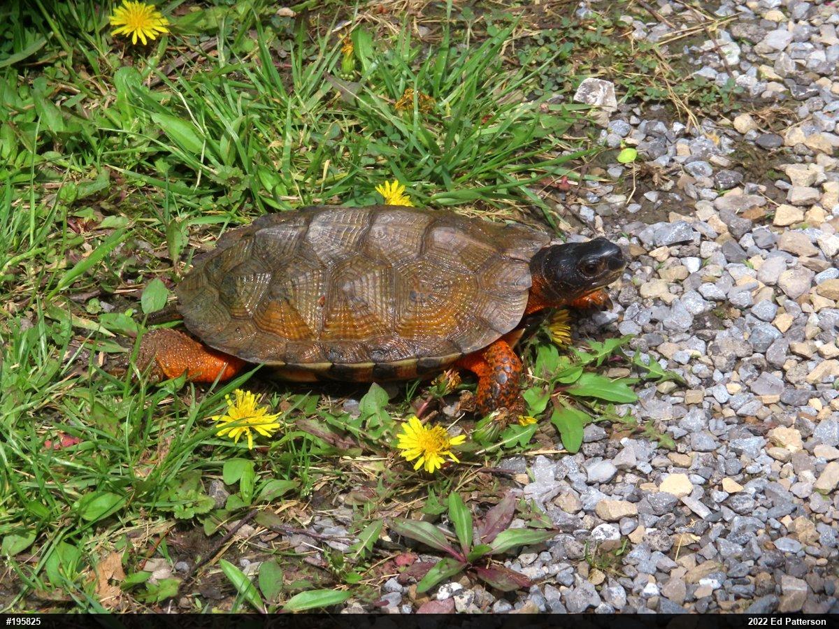 Wood Turtle