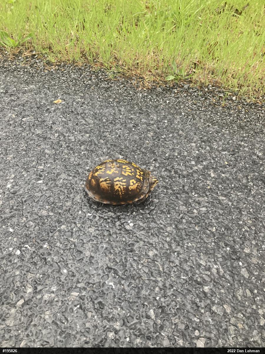 Eastern Box Turtle