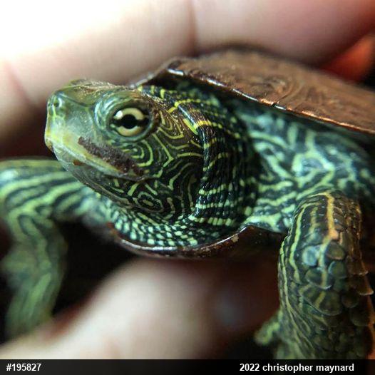Northern Map Turtle