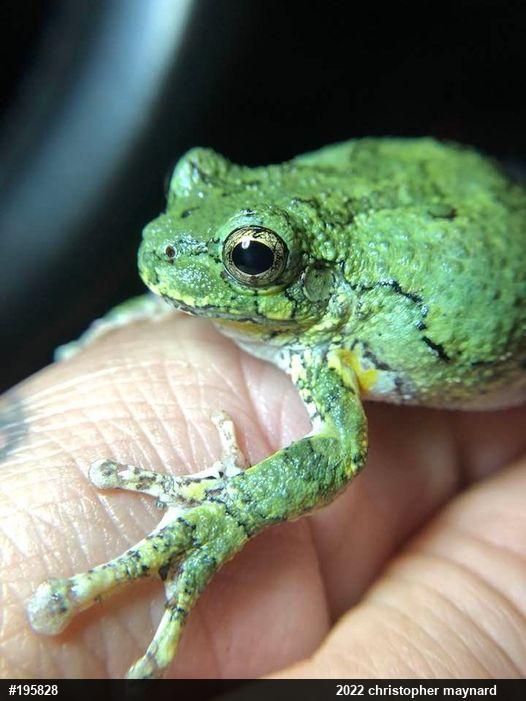 Unknown Gray Treefrog