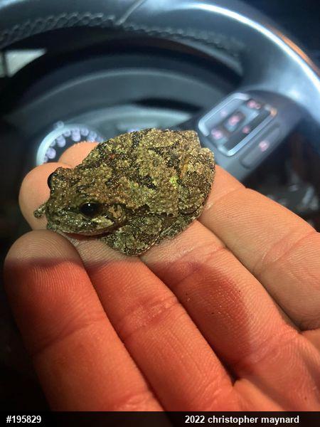 Unknown Gray Treefrog