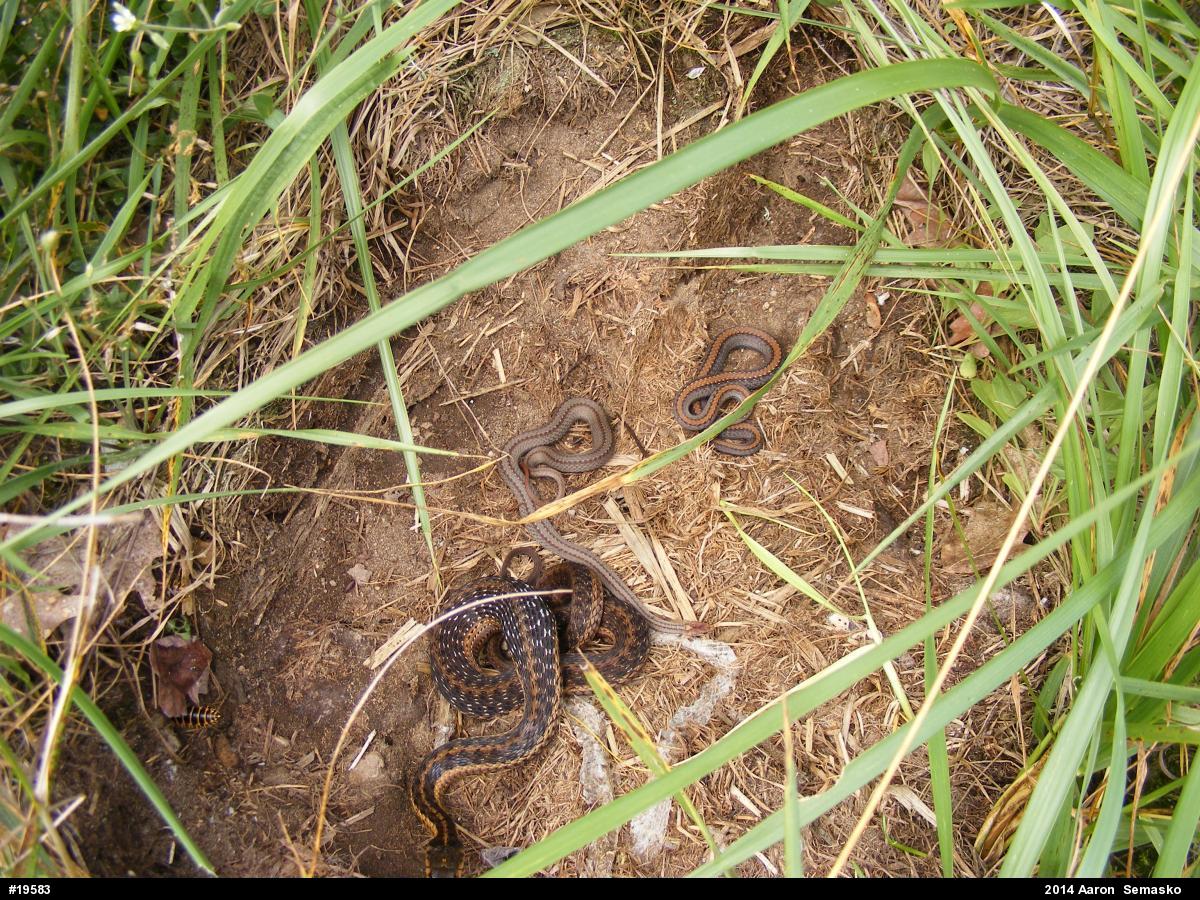 Red-bellied Snake