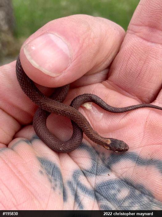 Red-bellied Snake