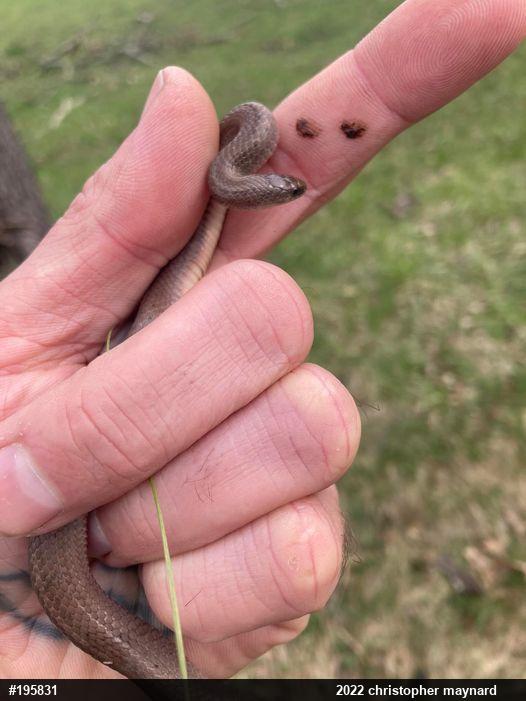 Mountain Earthsnake