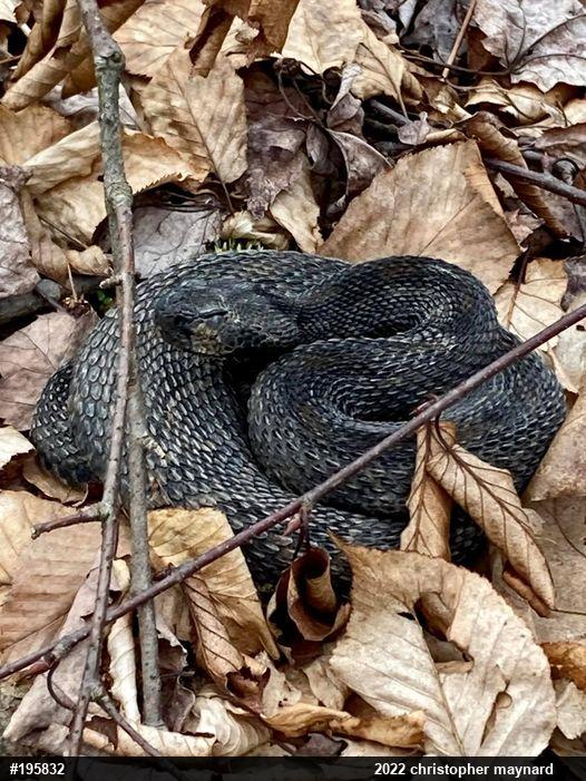 Timber Rattlesnake