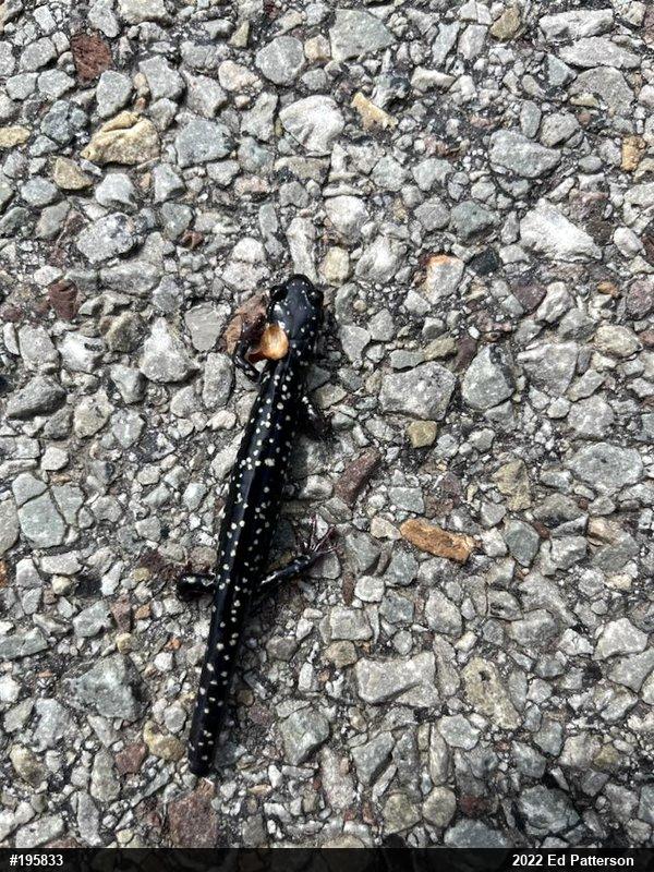 Northern Slimy Salamander
