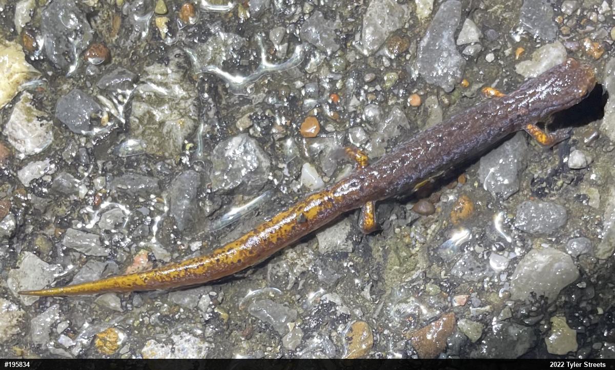 Four-toed Salamander