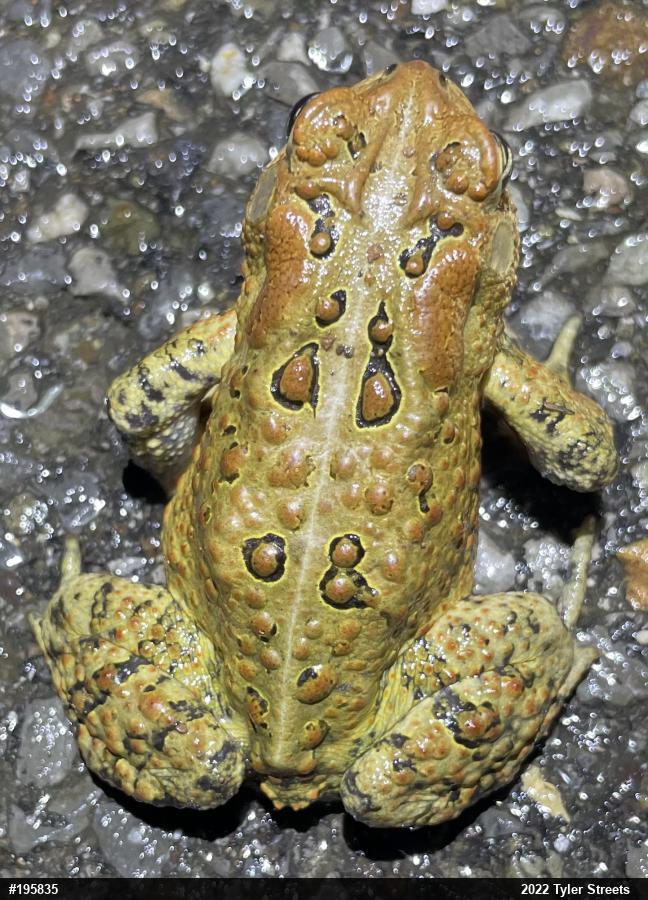 Eastern American Toad