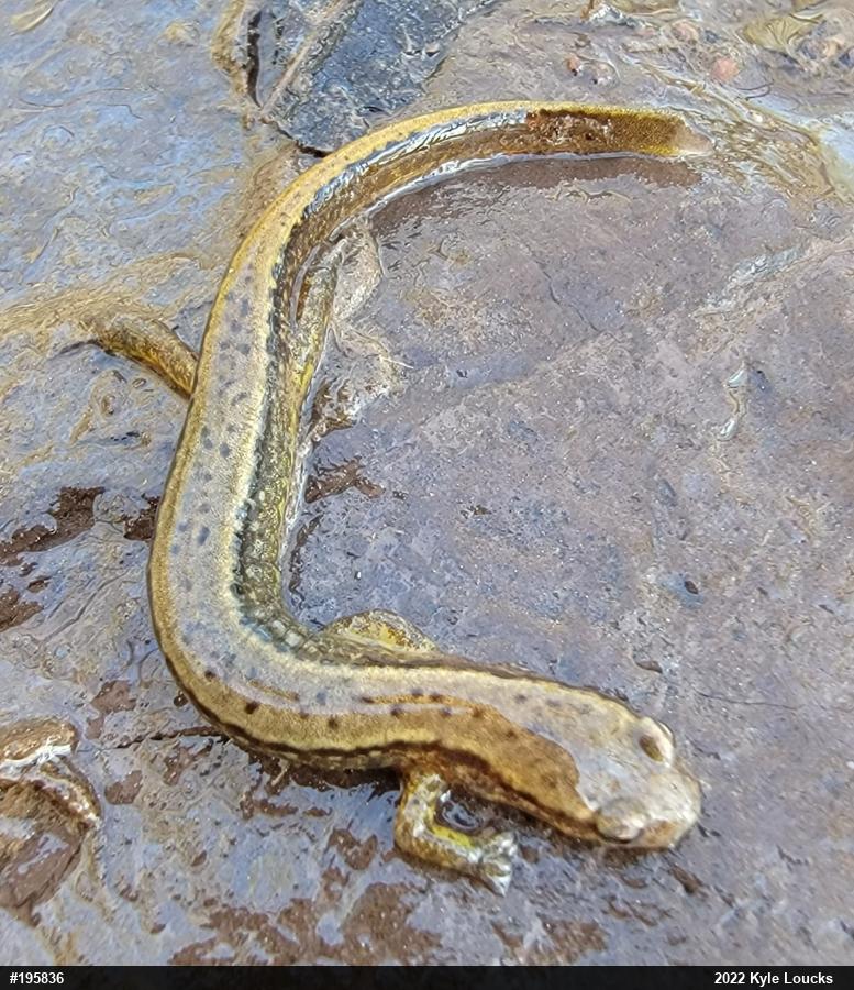 Northern Two-lined Salamander