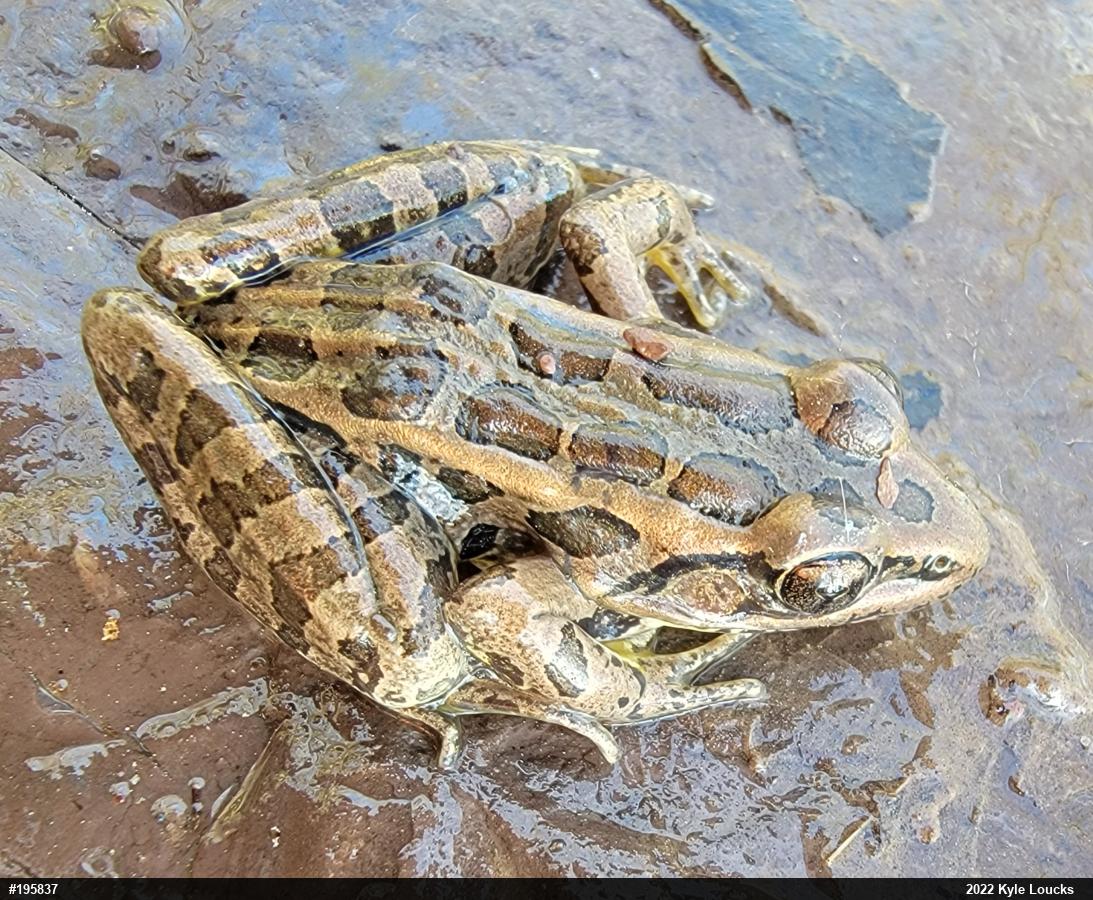 Pickerel Frog