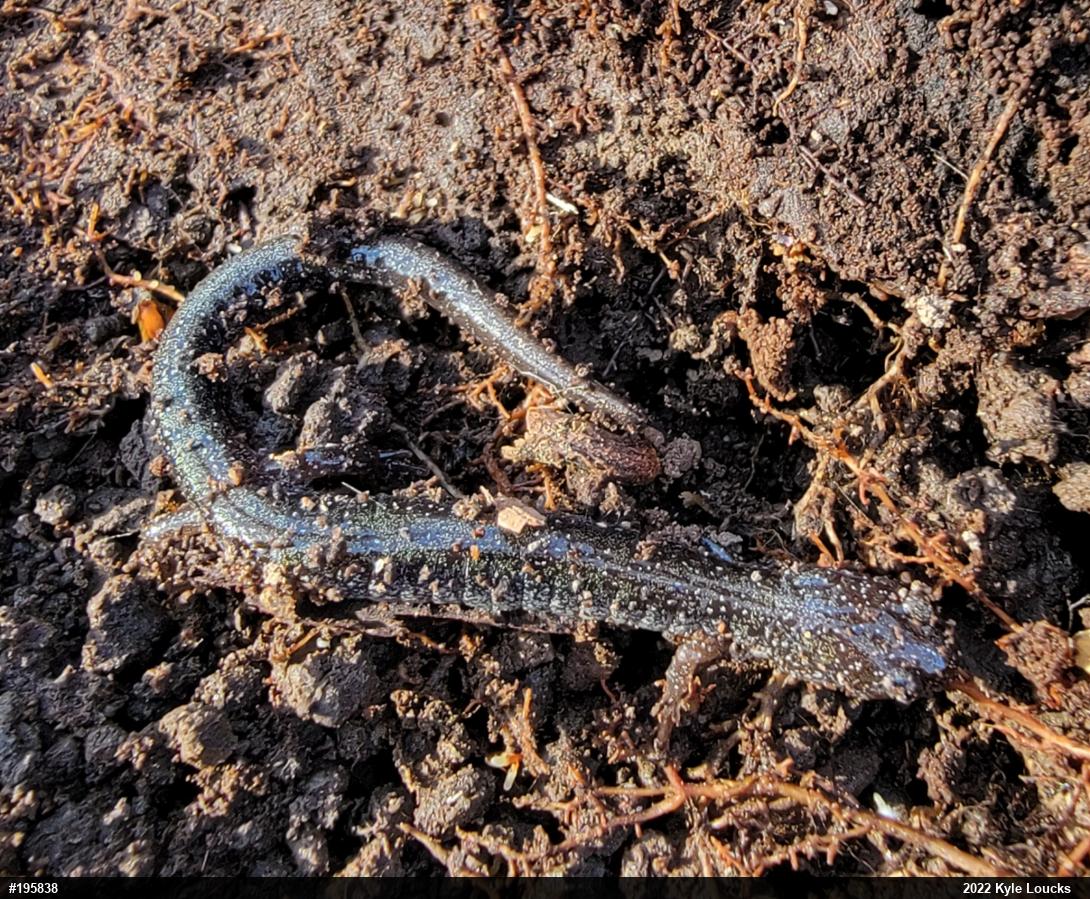 Eastern Red-backed  Salamander