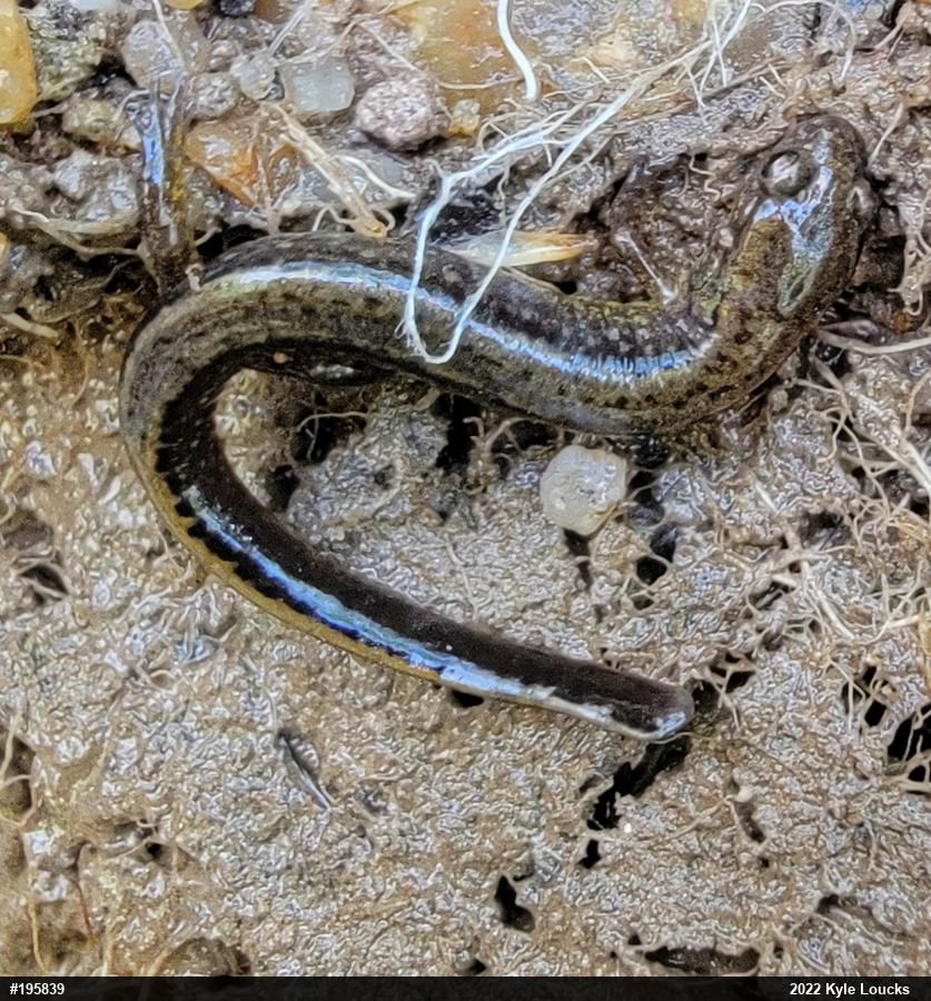 Northern Two-lined Salamander