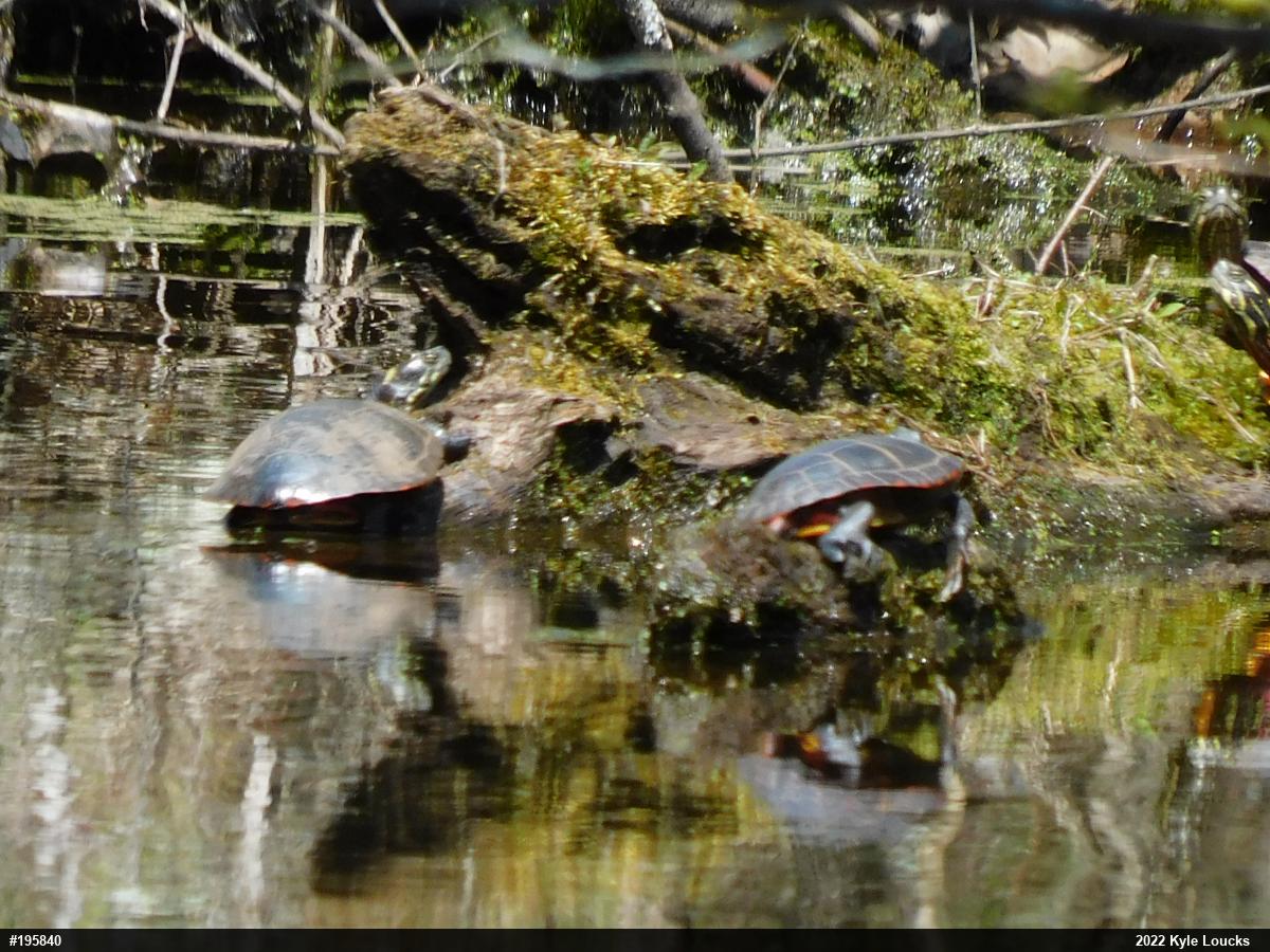 Eastern Painted Turtle