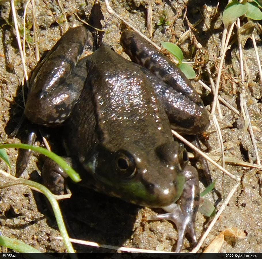 Green Frog