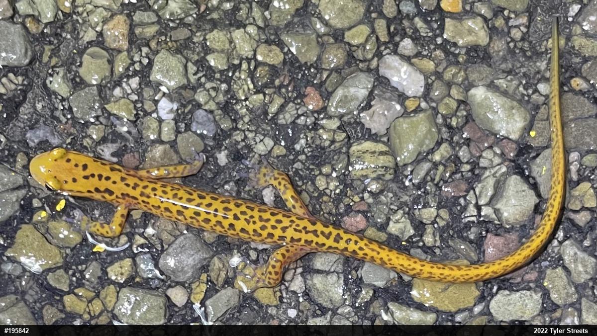 Eastern Long-tailed Salamander