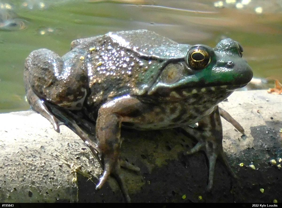 Green Frog