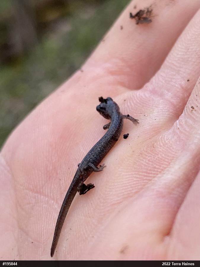 Valley And Ridge Salamander