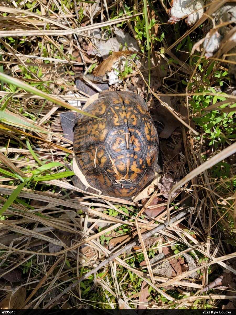 Eastern Box Turtle