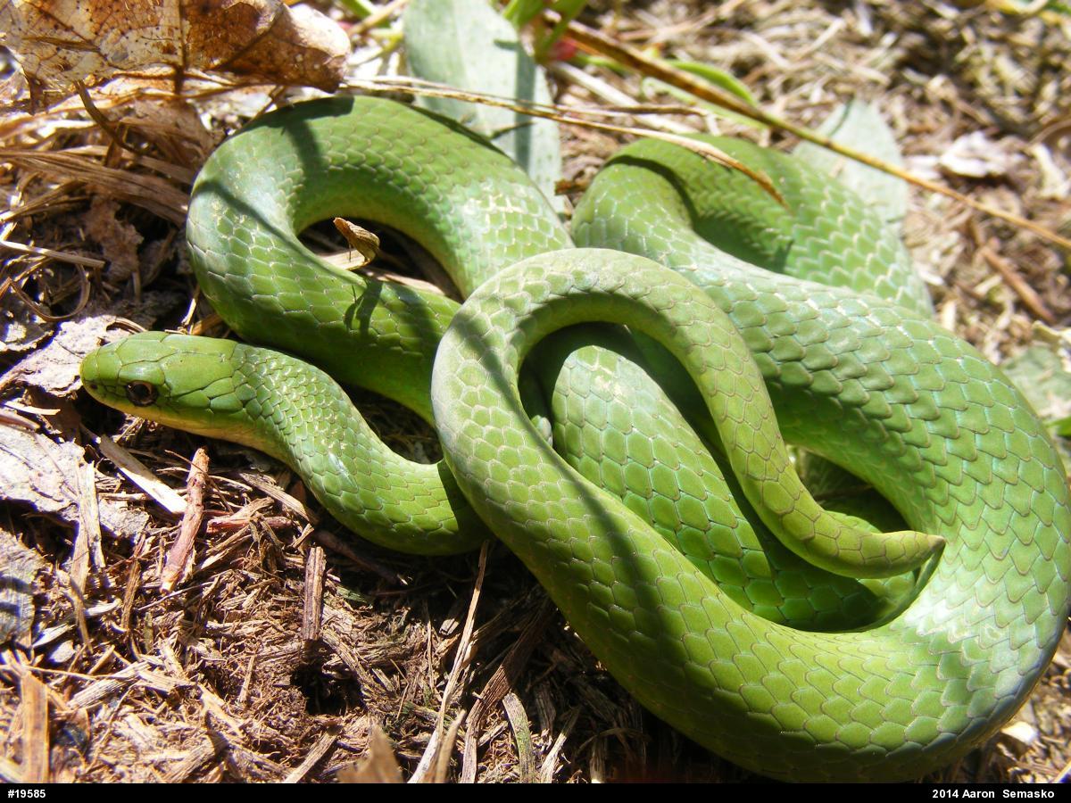 Smooth Greensnake