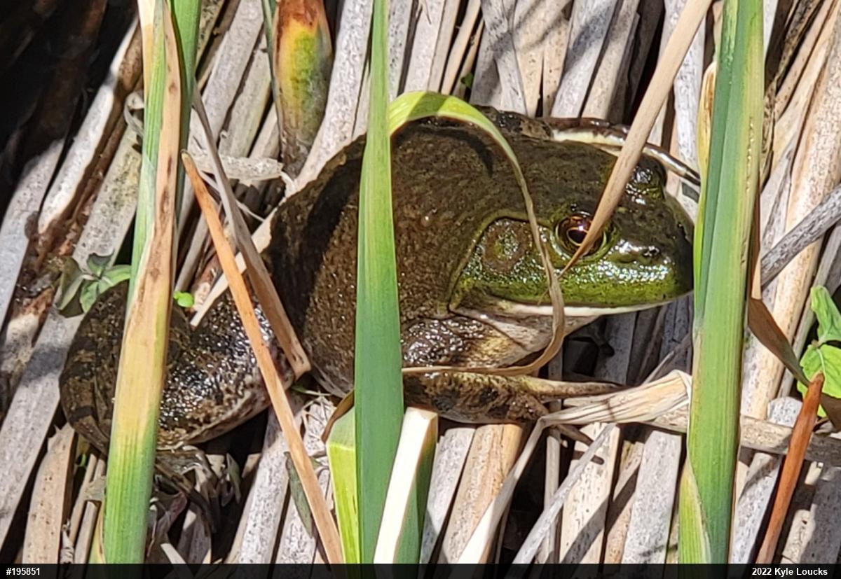 American Bullfrog