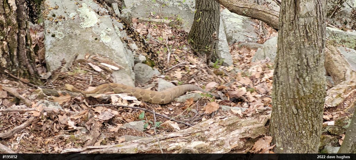 Timber Rattlesnake