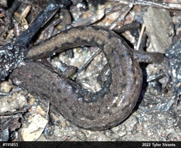 Northern Dusky Salamander