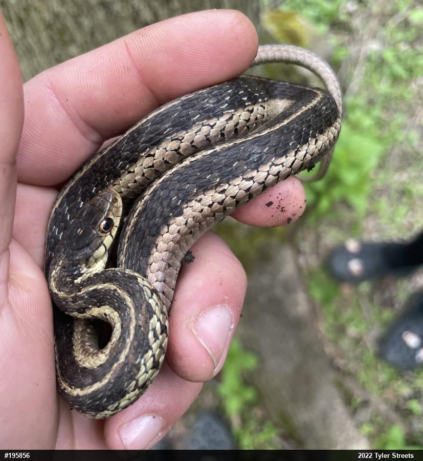 Eastern Gartersnake