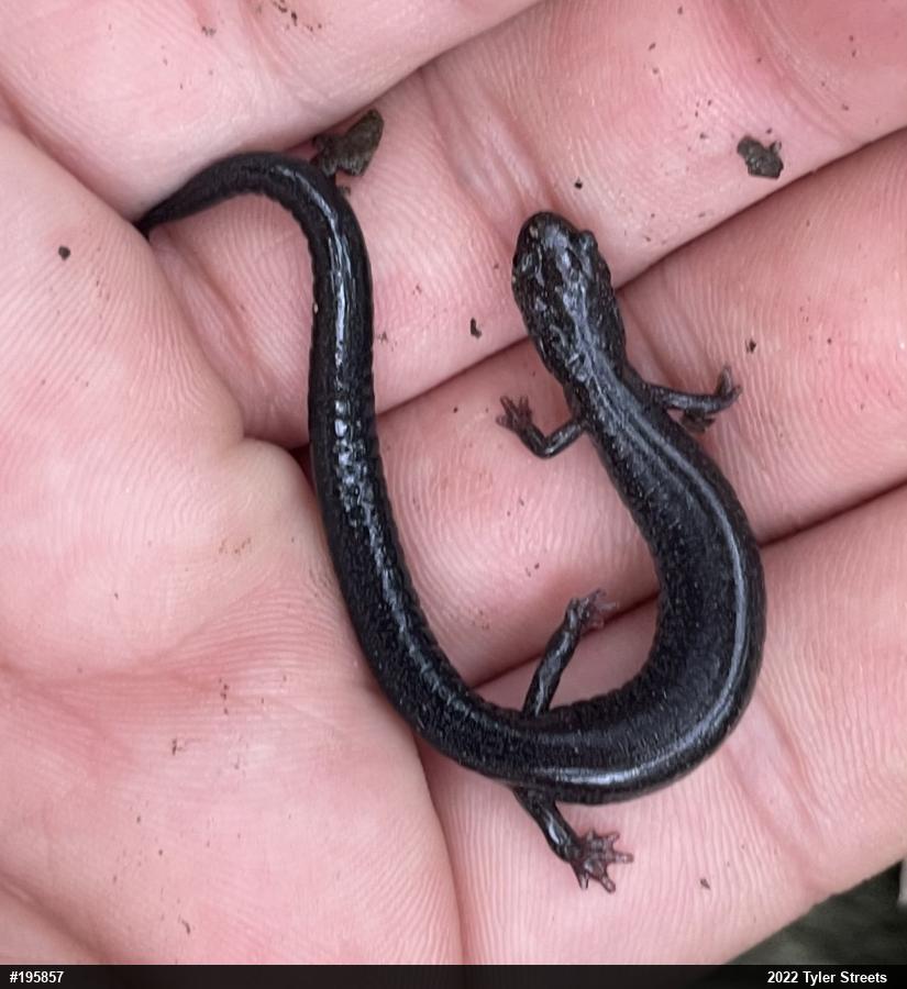 Northern Ravine Salamander