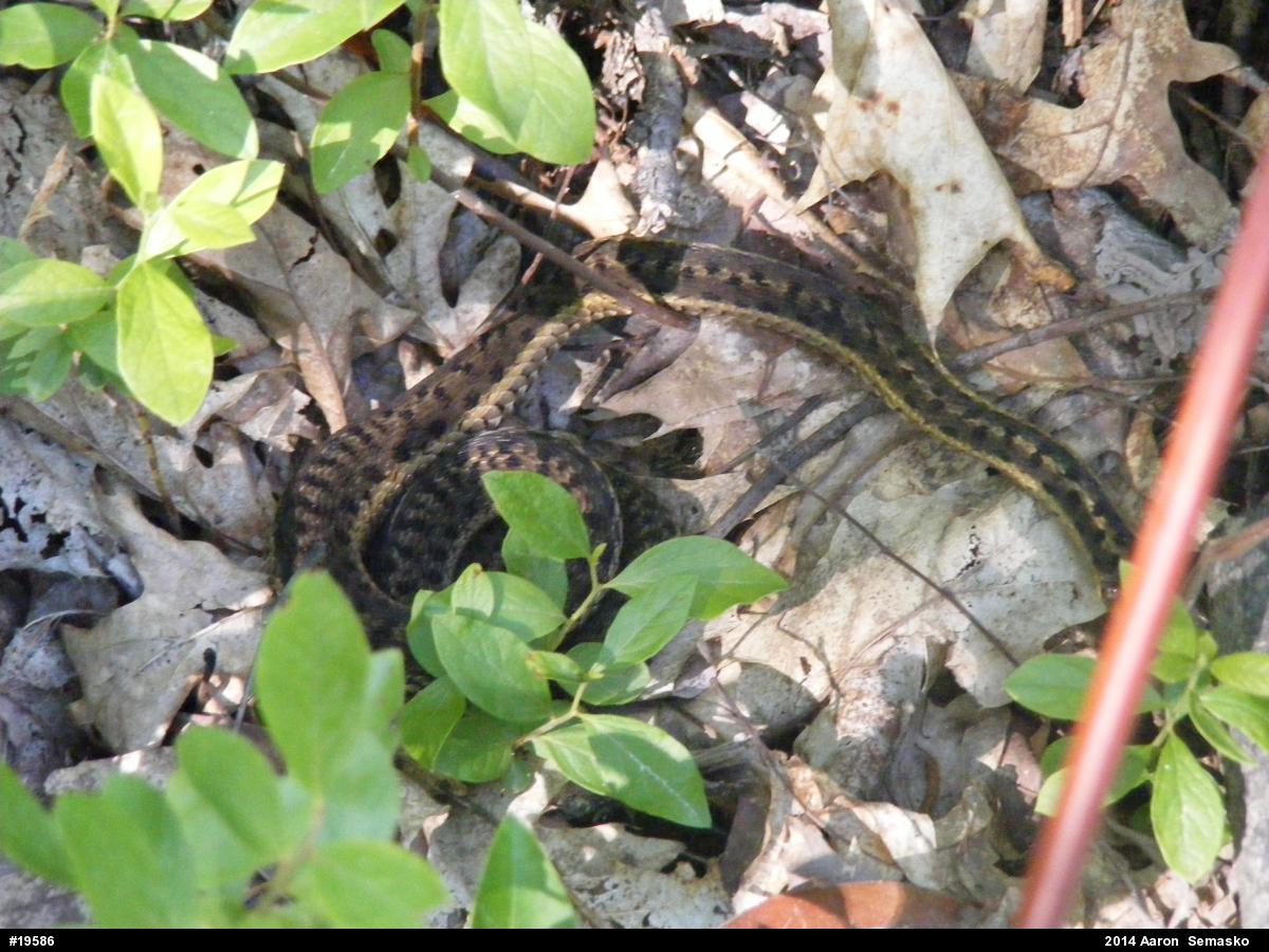 Eastern Gartersnake