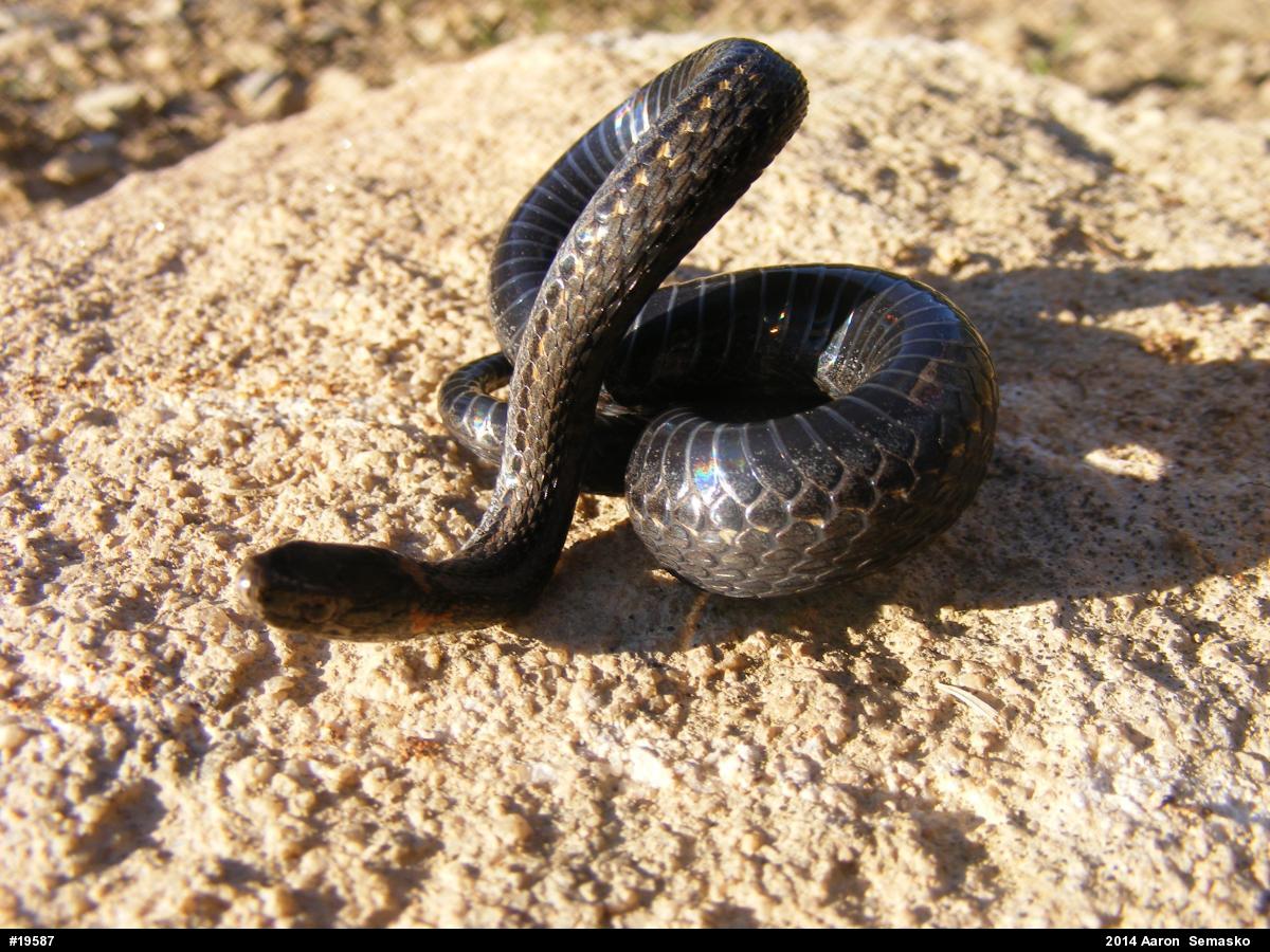 Red-bellied Snake