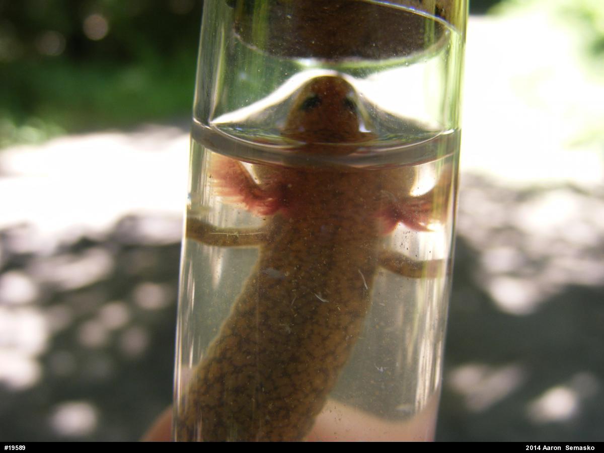 Northern Spring Salamander